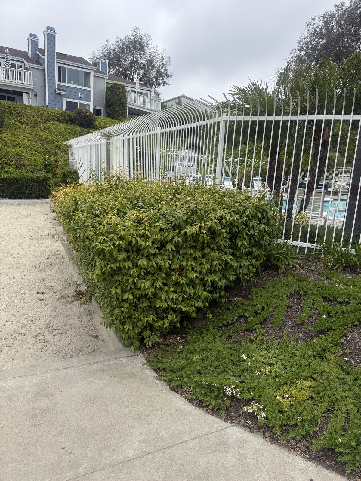 Court sits right next to the community pool